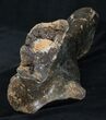 Woolly Rhinoceros Ulna Bone - Late Pleistocene #3443-5